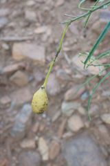 Maerua rosmarinoides