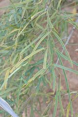 Maerua rosmarinoides