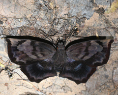 Achlyodes busirus
