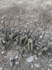 Loxanthocereus acanthurus