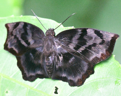 Achlyodes busirus heros