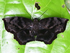 Achlyodes busirus heros