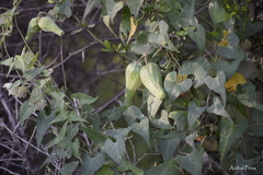 Philibertia gilliesii