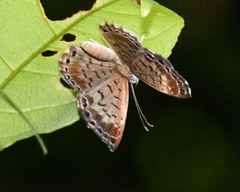Adelotypa leucocyana