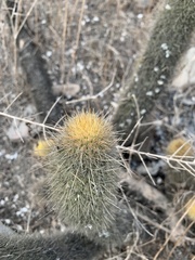 Loxanthocereus acanthurus