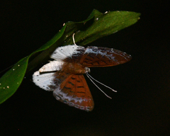 Adelotypa leucocyana