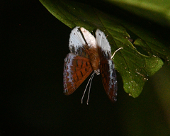 Adelotypa leucocyana