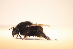 Bombus terrestris canariensis