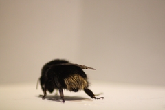 Bombus terrestris canariensis