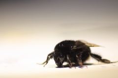 Bombus terrestris canariensis