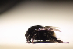 Bombus terrestris canariensis