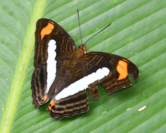 Adelpha iphiclus iphiclus