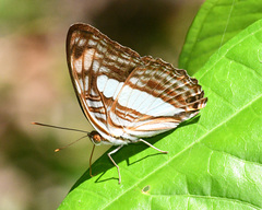 Adelpha iphiclus