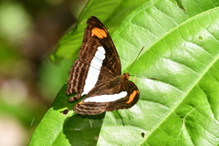 Adelpha iphiclus