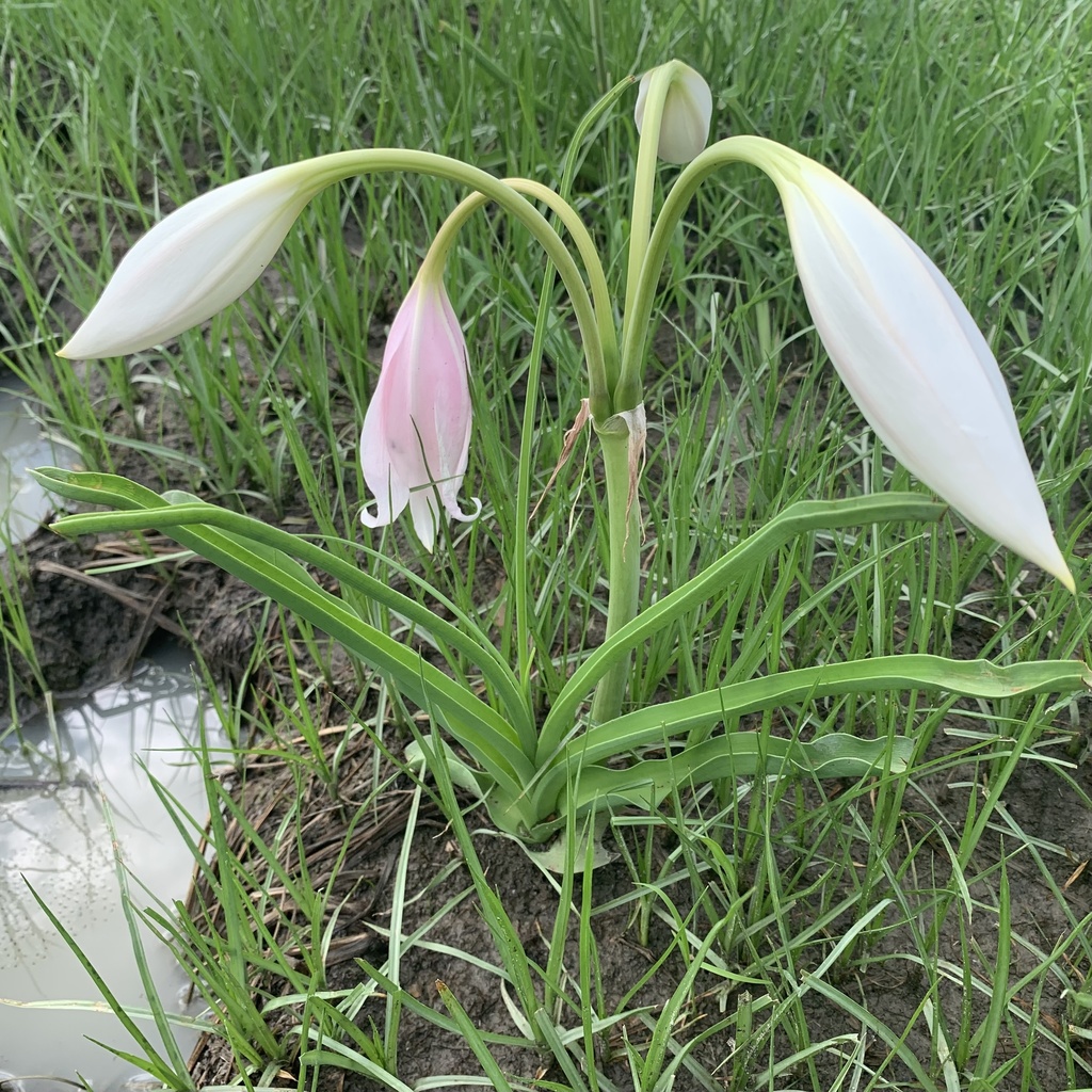 Okavango Swamplily