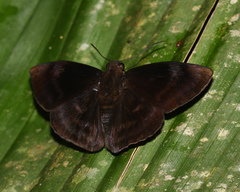 Aethilla echina