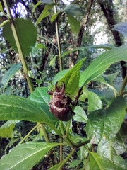 Sphaenognathus feisthamelii