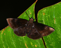 Aethilla echina