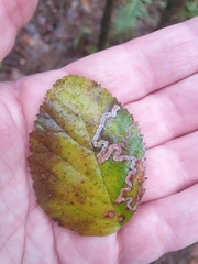 Erannis defoliaria