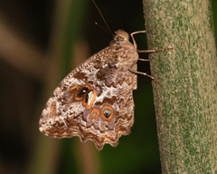 Amphidecta calliomma