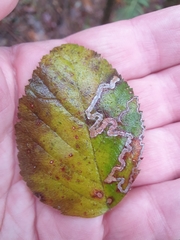 Erannis defoliaria
