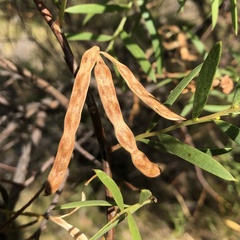 Acacia cochlearis