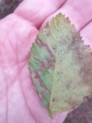 Erannis defoliaria