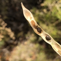 Acacia cochlearis
