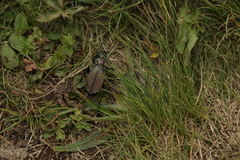 Carabus starcki