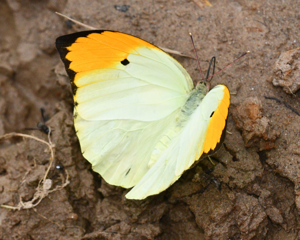 222 Butterfly Thong – Averse Risk