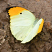 Orangetip Angled-Sulphur - Photo (c) Roger Rittmaster, some rights reserved (CC BY-NC), uploaded by Roger Rittmaster