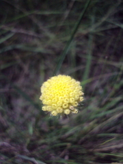 Gaillardia megapotamica