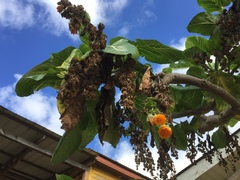 Dendroseris litoralis