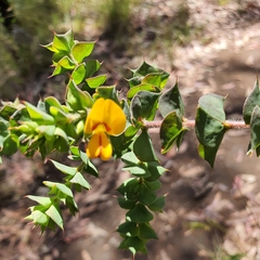 Pultenaea spinosa