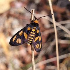 Amata leucacma