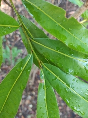 Acridocarpus