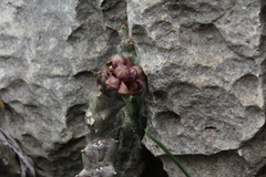 Apteranthes europaea judaica