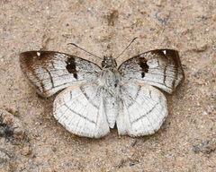 Antigonus decens
