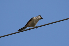 Baeolophus bicolor × atricristatus