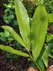 Acridocarpus