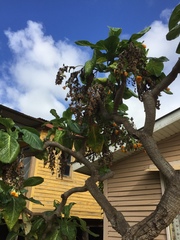 Dendroseris litoralis