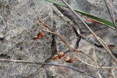 Fumana arabica