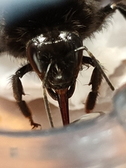Bombus terrestris canariensis