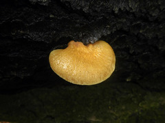 Crepidotus calolepis