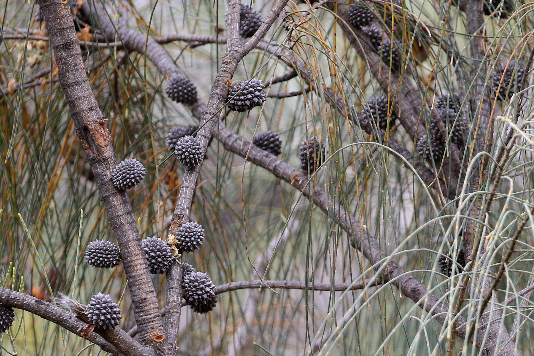 Allocasuarina verticillata