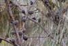 Drooping She-Oak - Photo (c) deborod, some rights reserved (CC BY-NC), uploaded by deborod