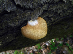 Crepidotus calolepis