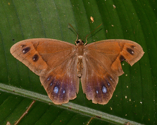 Antirrhea taygetina
