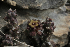 Apteranthes europaea judaica