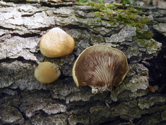 Crepidotus calolepis